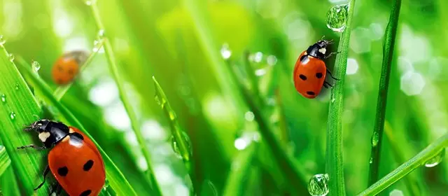 Oroscopo del  Domenica 12 Aprile 2026