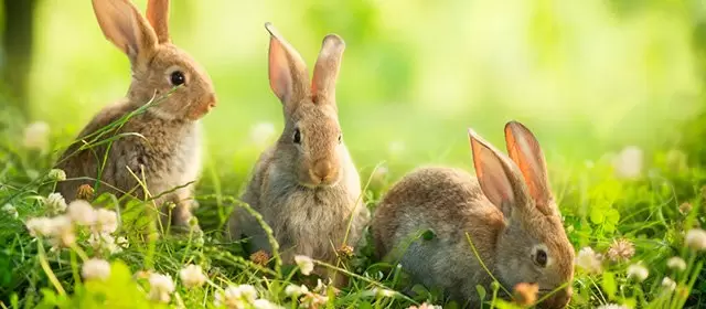 Oroscopo del Mercoledì 15 Aprile 2026